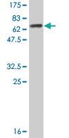 Anti-AHCY Mouse Monoclonal Antibody [clone: 1E11-1A7]