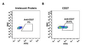 Expi 293 cell line transfected with irrelevant protein (A) and human CD27 (B) were surface stained with Anti-CD27 Antibody [DM57] - Azide free (A318640) at 1  µg/ml followed by Anti-Rabbit IgG Antibody (Alexa 488)