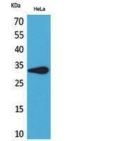 Western blot analysis of HeLa cells using Anti-LILRA5 Antibody