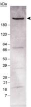 Anti-Fasn Rabbit Polyclonal Antibody