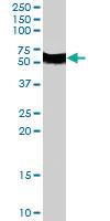 Anti-FBXL3 Goat Polyclonal Antibody