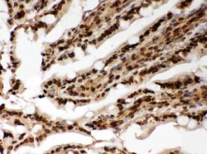 Anti-Lamin A/C Polyclonal Antibody