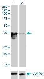 Anti-ZFP36L1 Mouse Monoclonal Antibody [clone: 1A3]