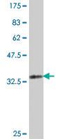 Anti-EGLN1 Mouse Polyclonal Antibody