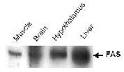 Anti-Fasn Rabbit Polyclonal Antibody