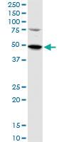 Anti-SETD7 Mouse Polyclonal Antibody