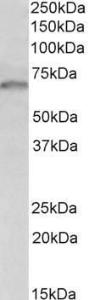 Anti-GRB10 Antibody (A83162) (1 µg/ml) staining of HeLa lysate (35 µg protein in RIPA buffer) Primary incubation was 1 hour Detected by chemiluminescence