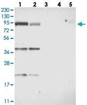 Anti-FAM129B Rabbit Polyclonal Antibody