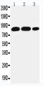 Anti-STAT4 Rabbit Polyclonal Antibody