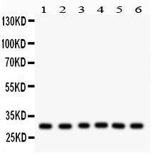 Anti-TFAM Rabbit Polyclonal Antibody