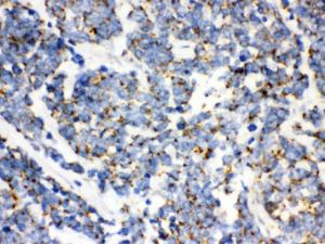 Anti-TFAM Rabbit Polyclonal Antibody