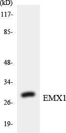 Anti-EMX1 antibody