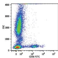 Anti-NCAM1 Mouse Monoclonal Antibody [clone: MEM-188]