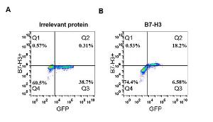 Expi 293 cell line transfected with irrelevant protein (A) and human B7-H3 (B) were surface stained with Anti-CD276 Antibody [DM53] - Azide free (A318643) at 1 µg/ml followed by Anti-Rabbit IgG Antibody (Alexa 488)