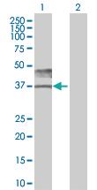 Anti-BSG Mouse Polyclonal Antibody