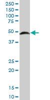 Anti-SETD7 Mouse Polyclonal Antibody