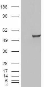 HEK293 overexpressing ESRRG (RC218233) and probed with Anti-ESRRG Antibody (A83163) (mock transfection in first lane), tested by Origene