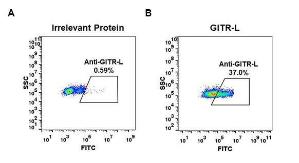 Expi 293 cell line transfected with irrelevant protein (A) and human GITR-L (B) were surface stained with Anti-TNFSF18/GITRL Antibody [DM52] - Azide free (A318644) at 15 µg/ml followed by Anti-Rabbit IgG Antibody (Alexa 488)