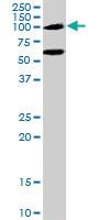 Anti-NOD2 Goat Polyclonal Antibody