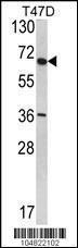 Anti-SYVN1 Rabbit Polyclonal Antibody (HRP (Horseradish Peroxidase))