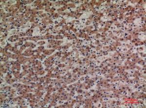 Immunohistochemical analysis of paraffin-embedded human liver using Anti-LILRA4 Antibody