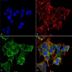 Anticorps polyclonal de lapin anti-ATG4A