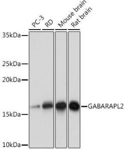 Western blot analysis of extracts of various cell lines, using Anti-GABARAPL2/GATE-16 Antibody [ARC1648] (A306125) at 1:1,000 dilution