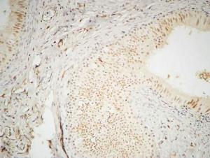 Immunohistochemical analysis of paraffin-embedded human testis using Anti-hnRNP A2 + B1 Antibody