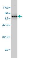 Anti-AHCY Mouse Monoclonal Antibody [clone: M2]