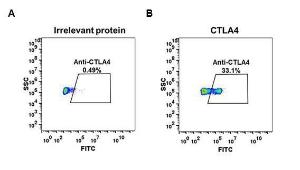 Expi 293 cell line transfected with irrelevant protein (A) and human CTLA-4 (B) were surface stained with Anti-CTLA4 Antibody [DM51] - Azide free (A318645) at 1 µg/ml followed by Anti-Rabbit IgG Antibody (Alexa 488)