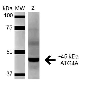 Anticorps polyclonal de lapin anti-ATG4A