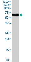 Anti-NR4A1 Goat Polyclonal Antibody