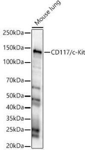 Western blot analysis of Mouse lung, using Anti-c-Kit Antibody (A8390) at 1:1,000 dilution. The secondary antibody was Goat Anti-Rabbit IgG H&L Antibody (HRP) at 1:10,000 dilution. Lysates/proteins were present at 25µg per lane.