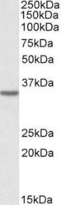 Anti-GHITM Antibody (A84759) (0.3µg/ml) staining of HeLa cell lysate (35µg protein in RIPA buffer). Primary incubation was 1 hour. Detected by chemiluminescence.