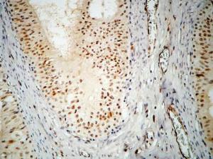 Immunohistochemical analysis of paraffin-embedded human testis using Anti-hnRNP A2 + B1 Antibody