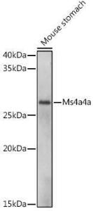 Western blot analysis of extracts of Mouse stomach, using Anti-MS4A4A Antibody (A306126) at 1:1,000 dilution The secondary antibody was Goat Anti-Rabbit IgG H&L Antibody (HRP) at 1:10,000 dilution Lysates/proteins were present at 25 µg per lane