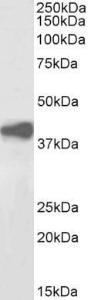 Anti-ADH1A, B, C Antibody (A83166/Biotin) (2 µg/ml) staining of Human Liver lysate (35 µg protein in RIPA buffer), exactly mirroring its parental non-biotinylated product