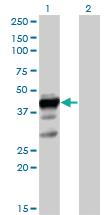 Anti-ELAVL3 Mouse Polyclonal Antibody