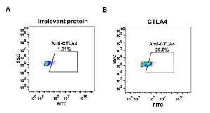 Expi 293 cell line transfected with irrelevant protein (A) and human CTLA4 (B) were surface stained with Anti-CTLA4 Antibody [DM50] - Azide free (A318646) at 1  µg/ml followed by Anti-Rabbit IgG Antibody (Alexa 488)