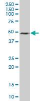 Anti-ELAVL3 Mouse Polyclonal Antibody