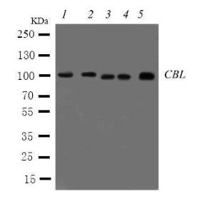 Anti-CBL Rabbit Polyclonal Antibody