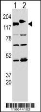 Anti-CLASP2 Rabbit Polyclonal Antibody (Biotin)