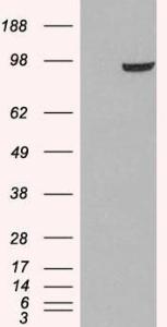 Anti-PDE5A antibody