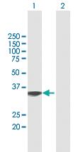 Anti-BSG Mouse Polyclonal Antibody