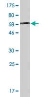 Anti-AHCY Mouse Monoclonal Antibody [clone: 2F11-1D10]