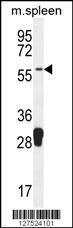 Anti-MOCS1 Rabbit Polyclonal Antibody (APC (Allophycocyanin))