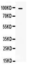 Anti-TLR5 Rabbit Polyclonal Antibody