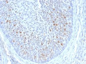 Anti-HPV16 E1 + E4 Mouse Monoclonal Antibody [Clone: HPV16 E1/E4]