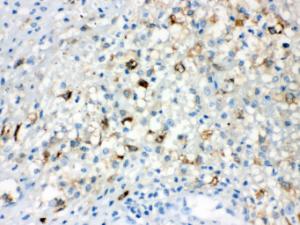 Anti-TLR5 Rabbit Polyclonal Antibody