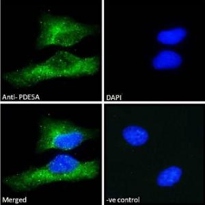 Anti-PDE5A antibody